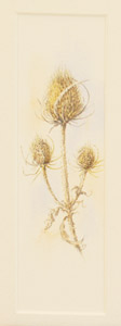 thistle seedhead